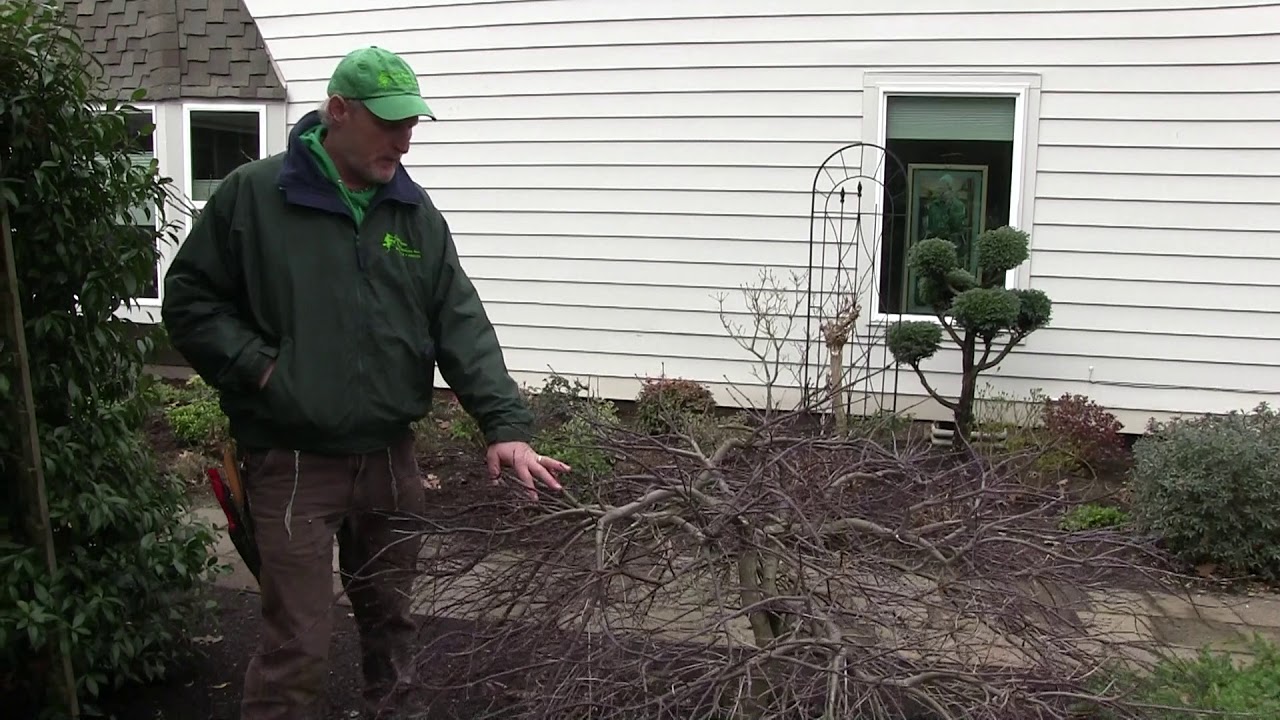 Lace Leaf Japanese Maple Pruning Niwaki Style Tutorial