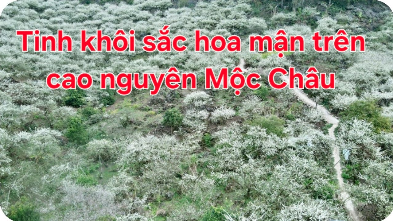Tinh khôi sắc hoa Mộc Châu | #vf9roadtrip #mocchau 