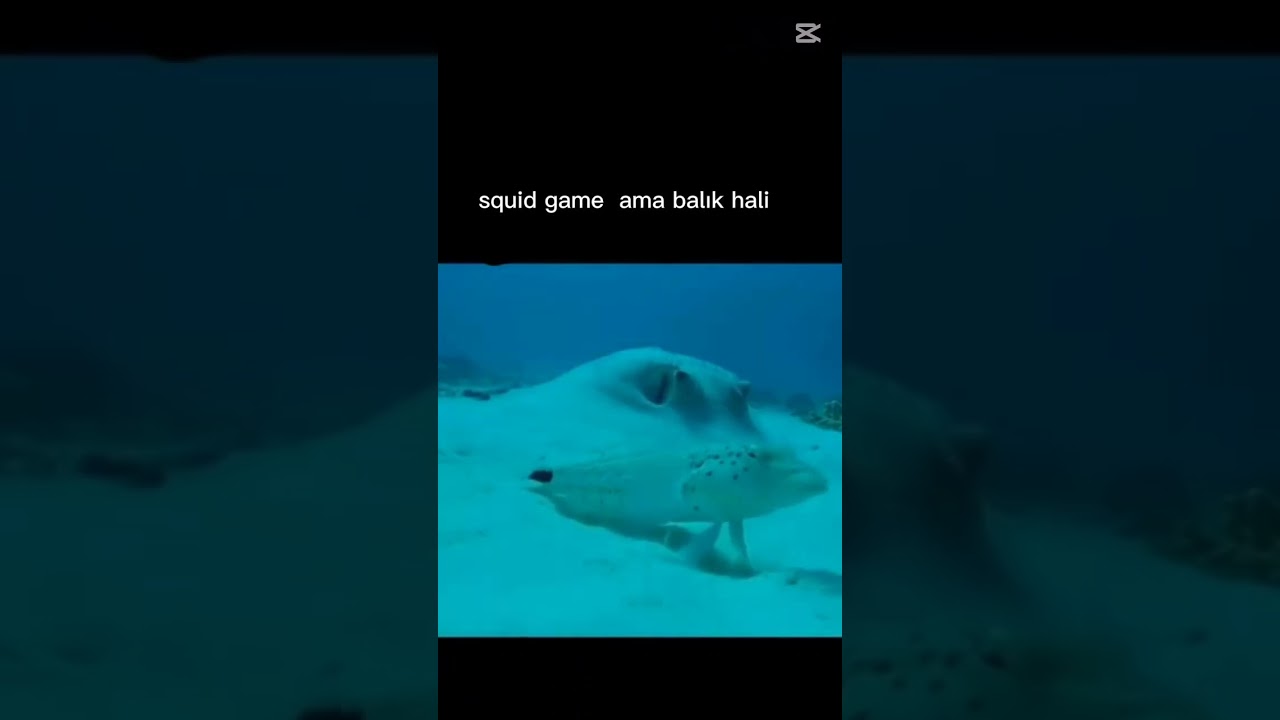 squid game ama balık hali