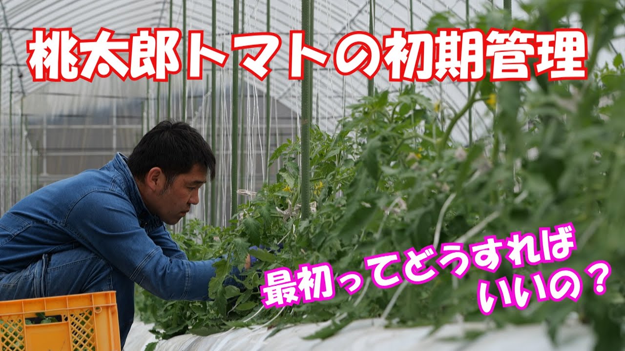桃太郎トマト【大玉トマト】の初期管理・芽かきと誘引#1215