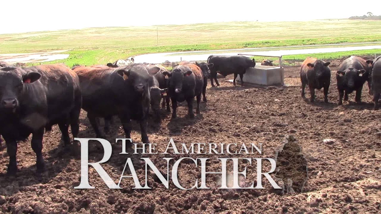 American Simmental Association | The American Rancher