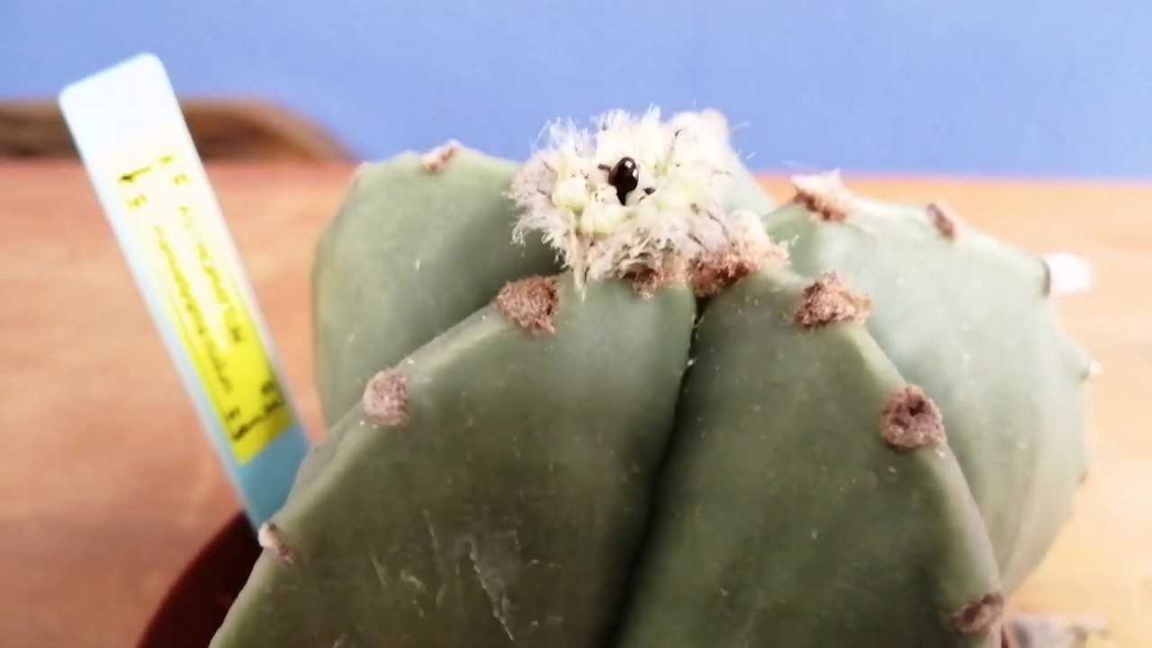 ASTROPHYTUM myriostigma nudum (FRUIT POD has Seeds, pollination worked)