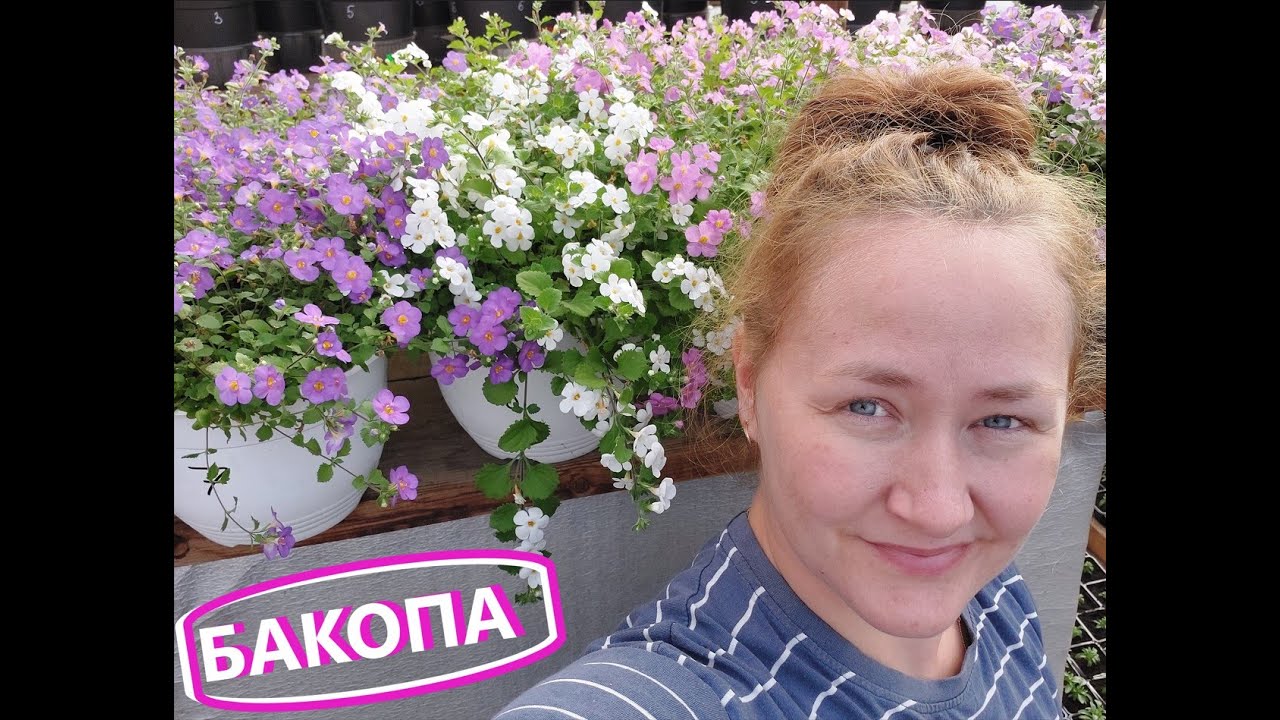 Работа с красоткой Бакопой круглый год!