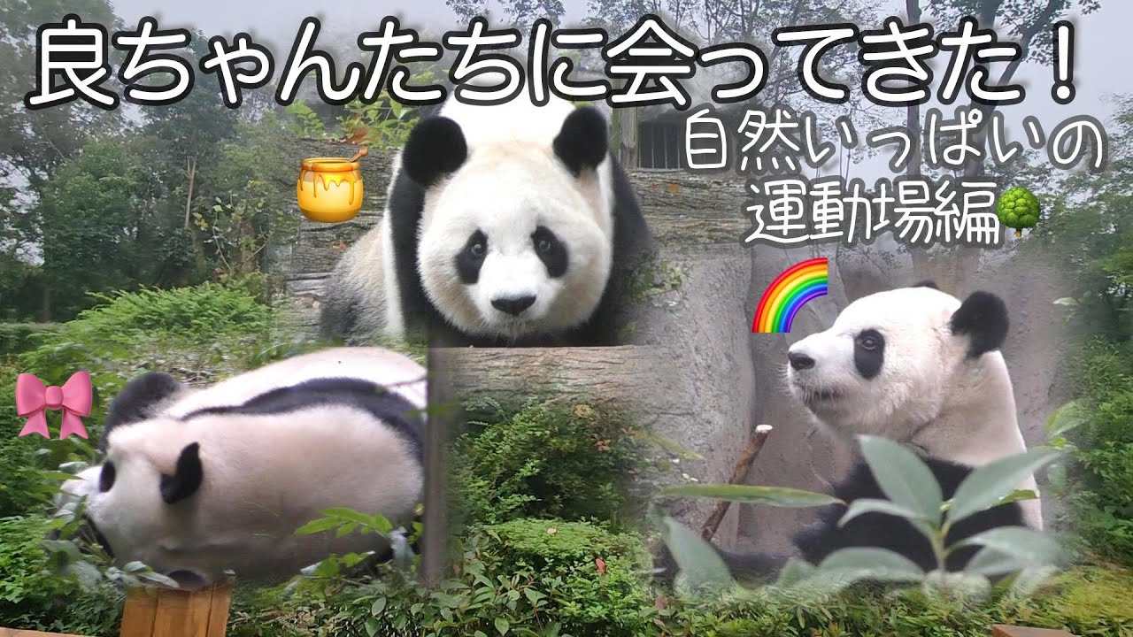 【自然の洗礼w🌳】再会！成都デビューした良ちゃんたちに会ってきた🍯🎀🌈①森の運動場編【浜家パンダ】Giant Panda -Rauhin ,Saihin,Yuihin-#良浜#結浜#彩浜