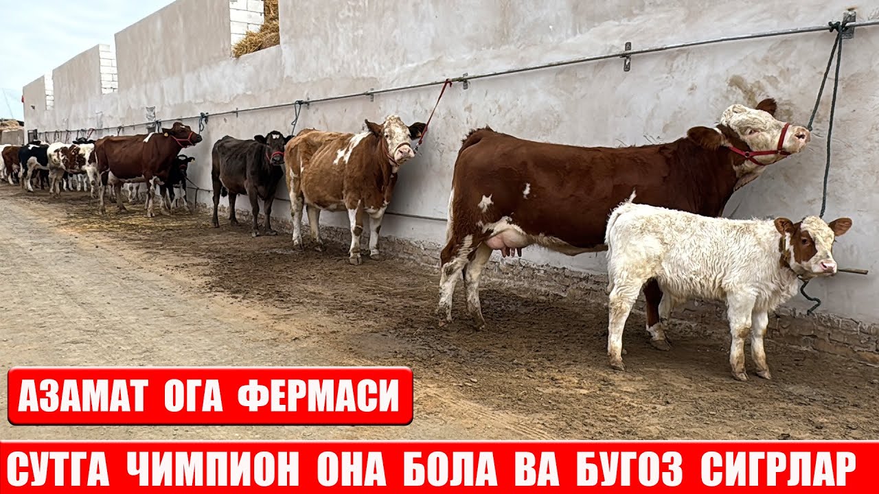 СУТДОР  ОНА  БОЛА  ВА  БУГОЗ  СИГРЛАР  АЗАМАТ  ОГА