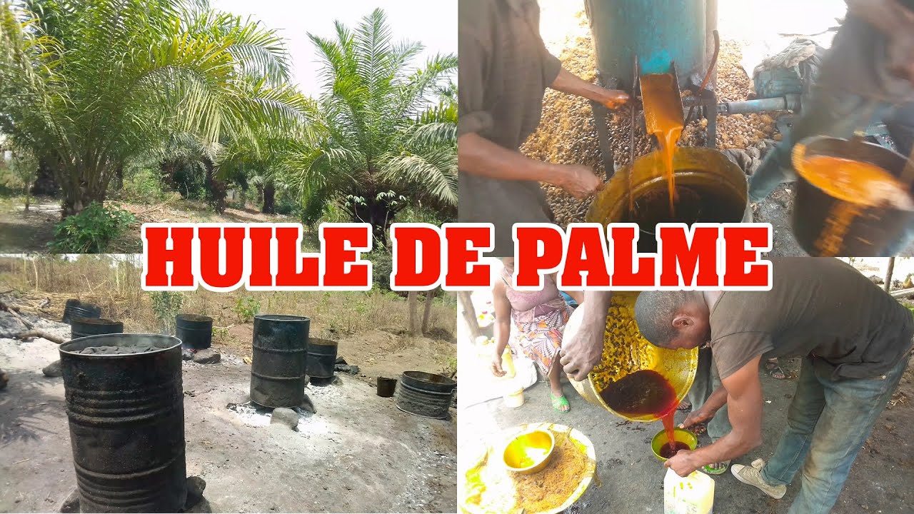 culture des palmiers et extraction d'huile de palme