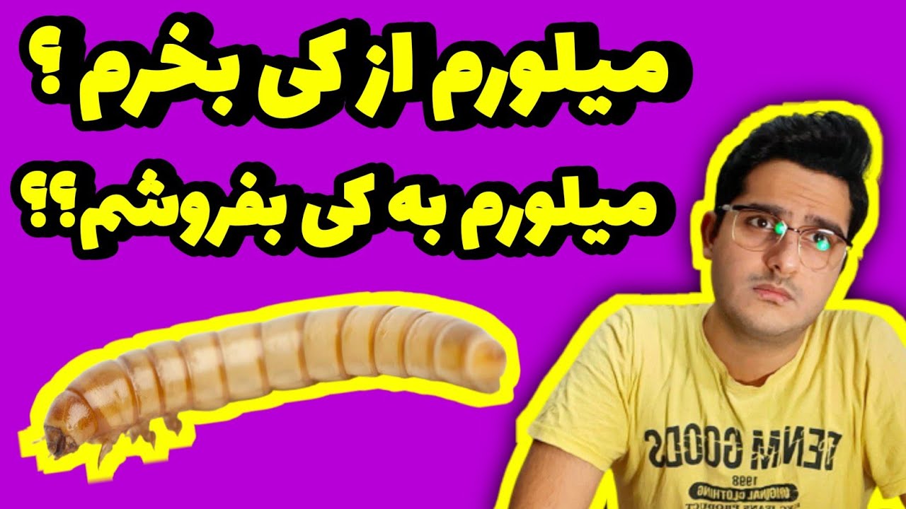 تکثیر و پرورش میل ورم و سوالاتی که شما پرسیدین ,  از کجا میلو ورم بخرم ؟ به کی بفروشم؟ | mealworm