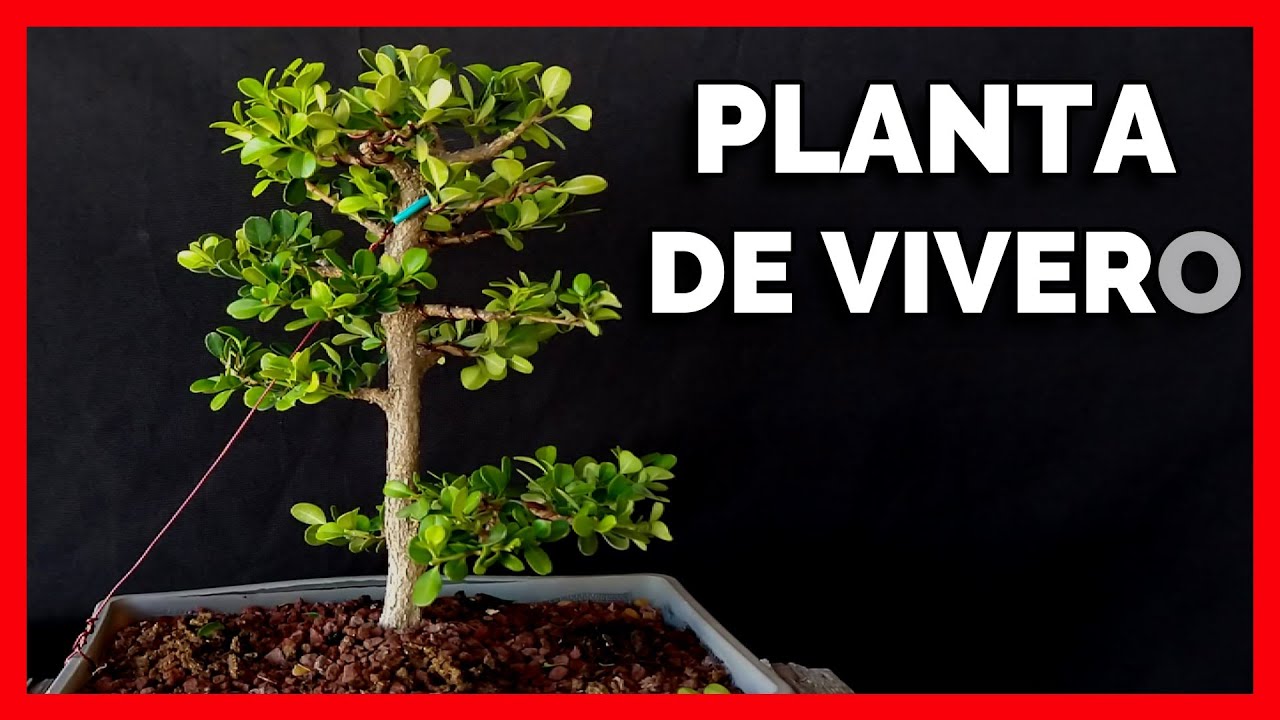 COMO CULTIVAR BUXUS O BOJ EN COLADOR CUIDADOS planta de 2 años diseño CHOKKAN PREBONSAI 🌲