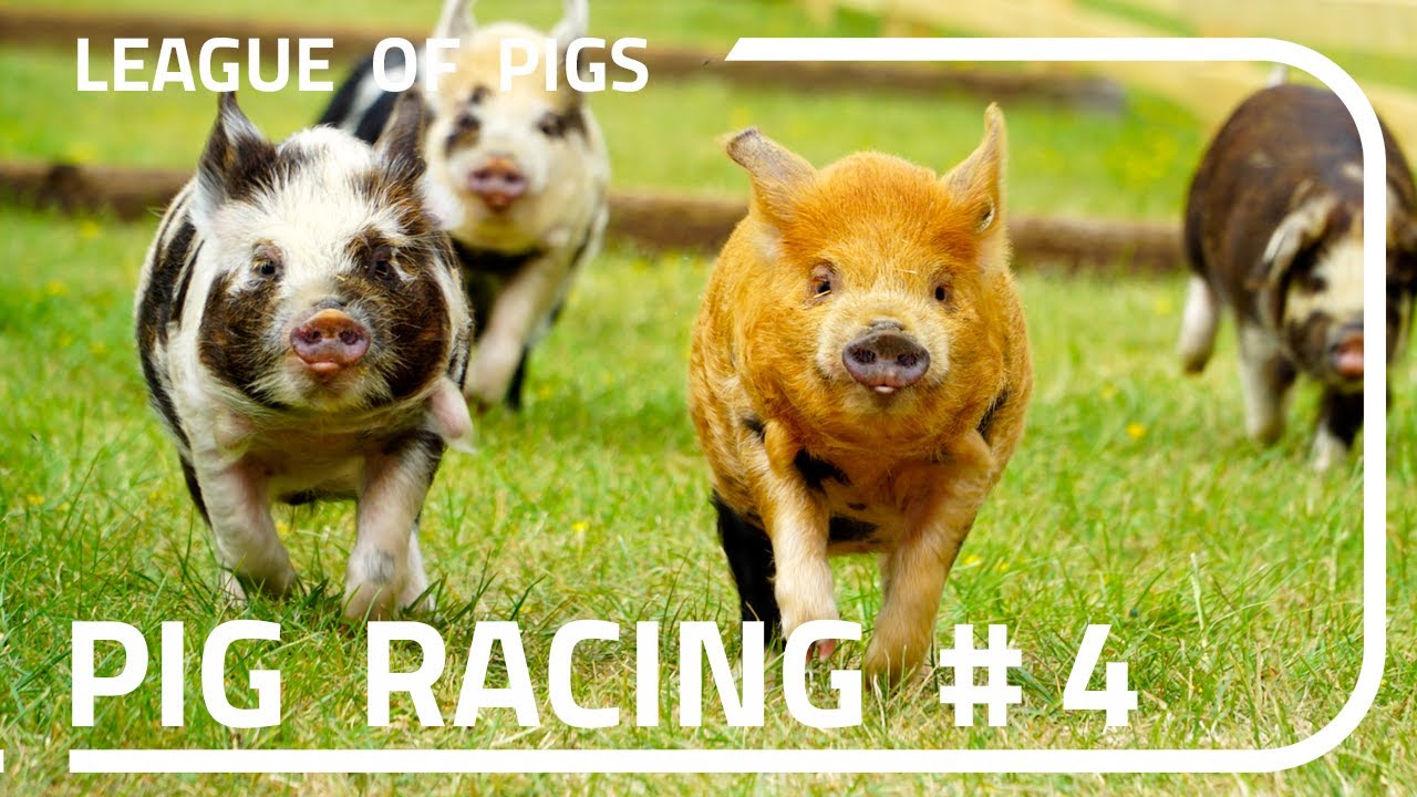 League of Pigs - FINALS!!!