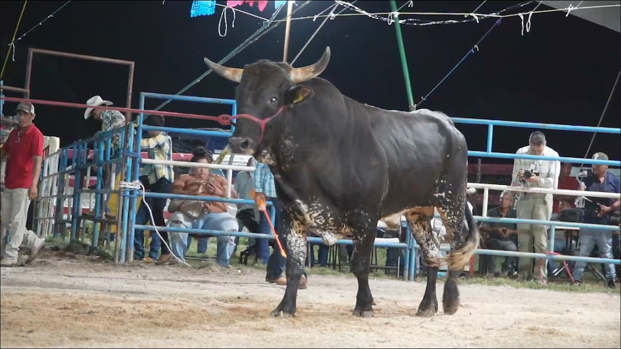🔴 Regresa KIKITO DE JALISCO, REYES DE JALISCO en Vivo 🔴 Mextepec Sultepec EdoMex 2 febrero 2026