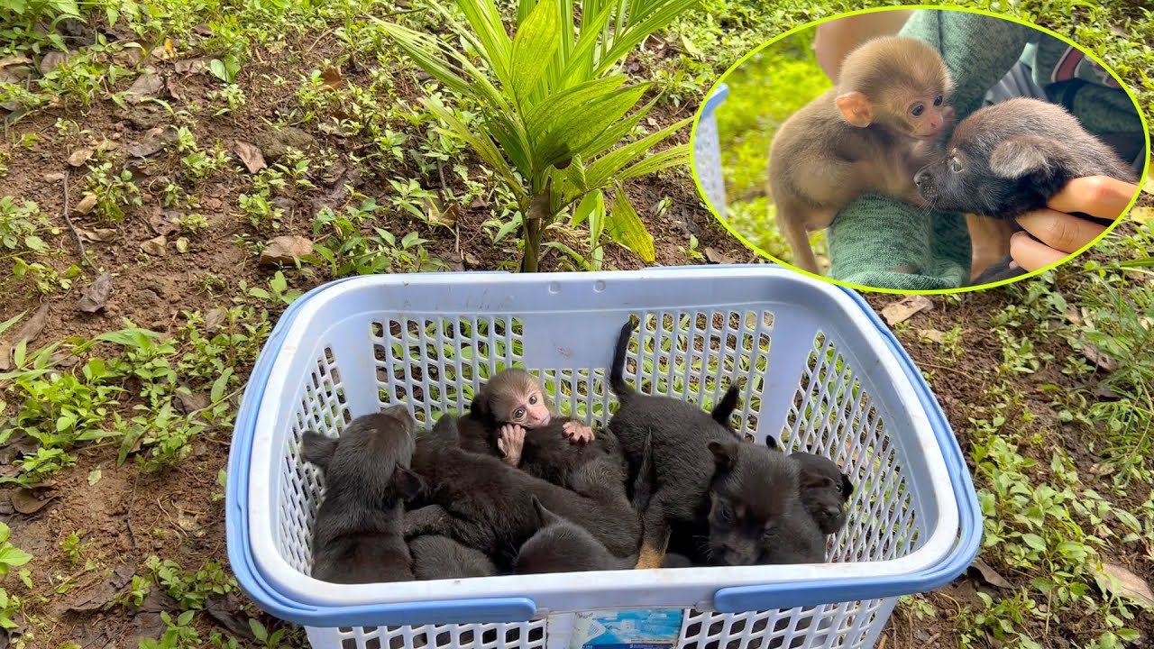 Monkey DoDo's Heartwarming Rescue of Stray Puppies