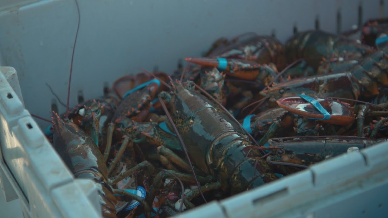 La semaine verte | Quand le homard préfère l'eau chaude