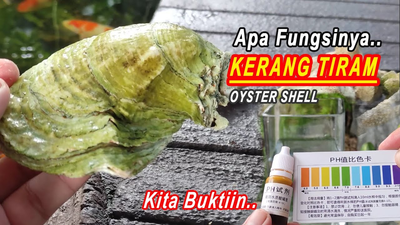 APA FUNGSI KERANG TIRAM / OYSTER SHELL