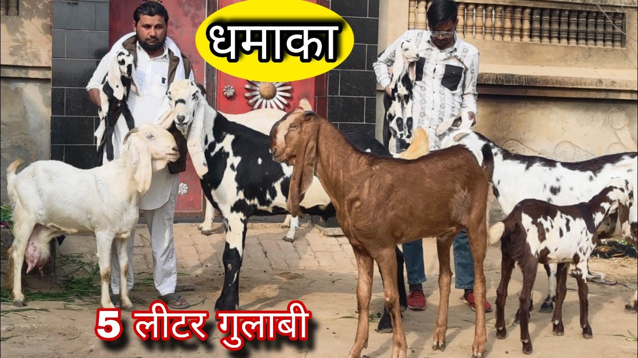 गुलाबी बकरियां और पंजाबी बकरे बिकाऊ goat for sale 