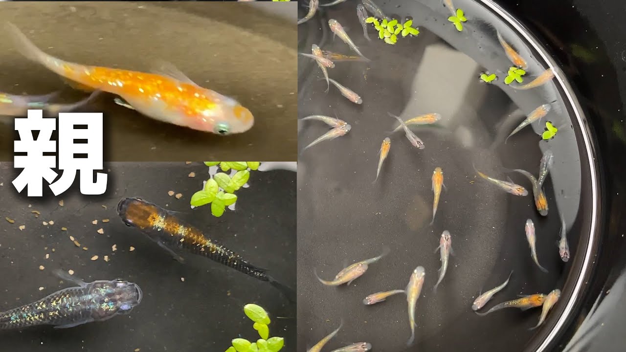 赤が綺麗なメダカが大量に育ったので選別してみました