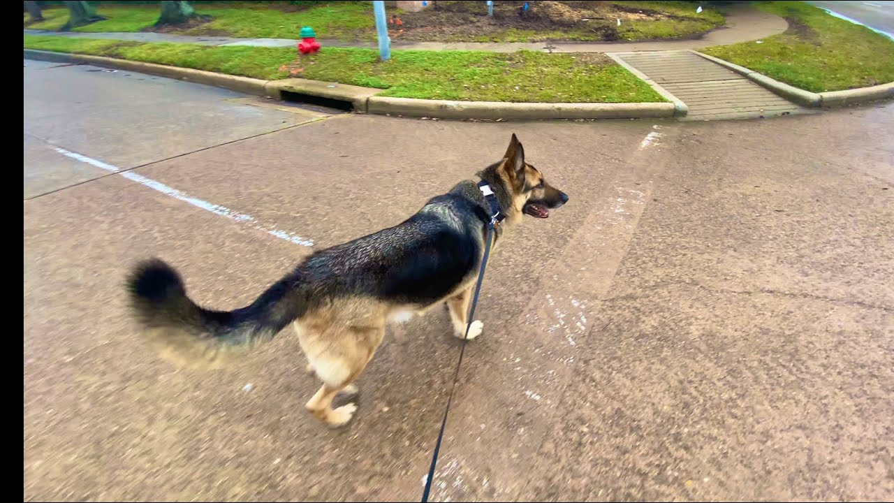 German Shepherd Dog Walk In 4K | Hindi Vlog | Indian Vlogger | GSD Indian | This Indian