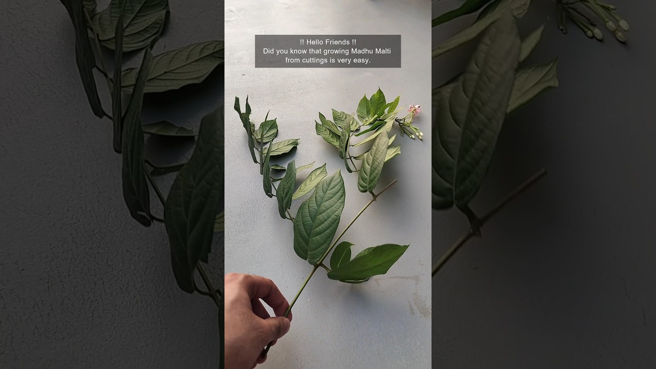 Grow Madhu Malti (Rangoon Creeper) Cuttings Easily #plants #madhumalti #shorts