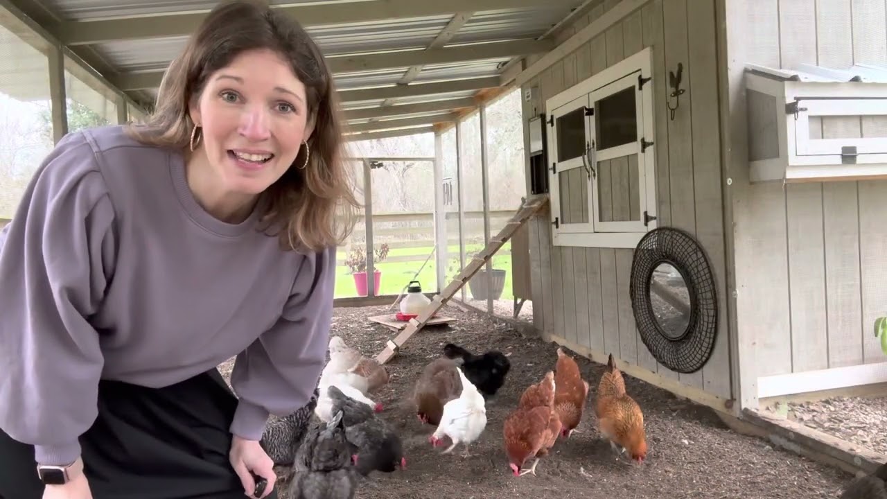 4 Reasons to Spend Time with the Chickens!