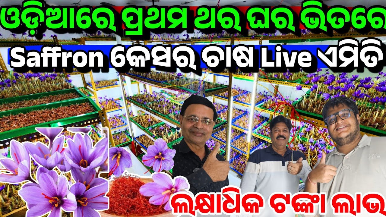 ଘରେ କେସର ଚାଷ First Time in Odisha Saffron Farming in home indoor, full set up cost, training Subrat
