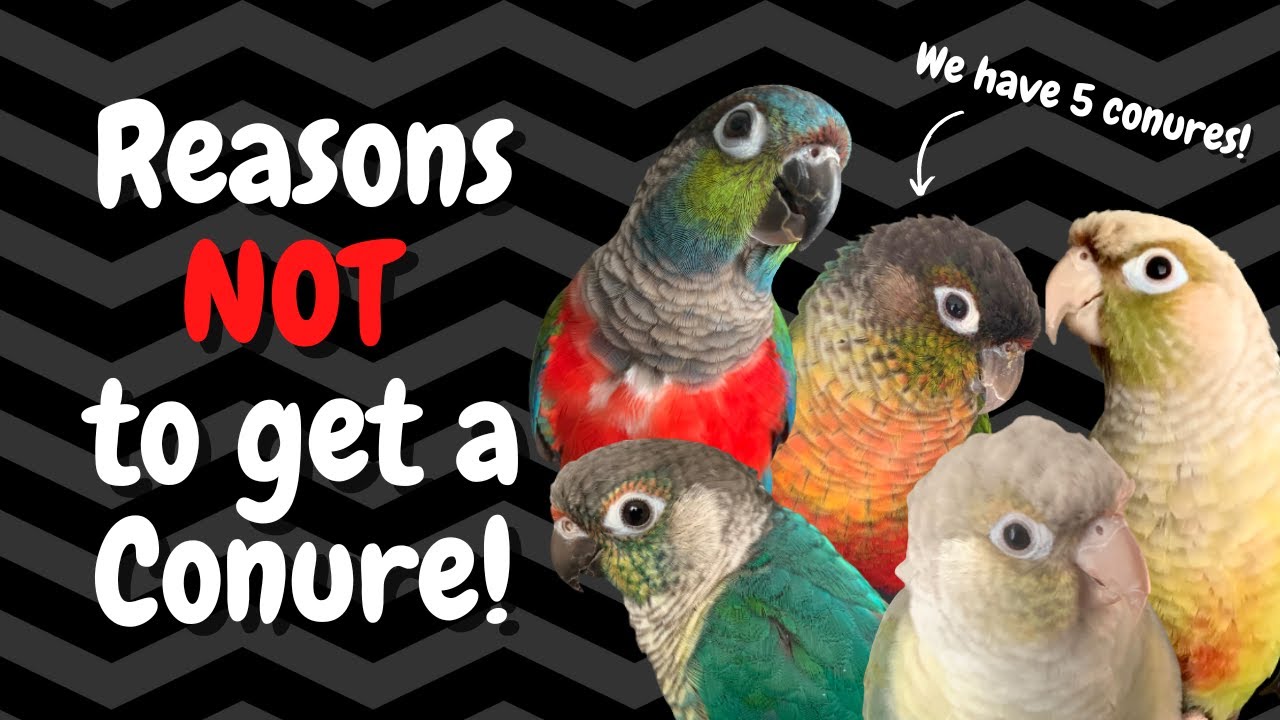 Conures as Pets: 7 Reasons NOT to Get One! | BirdNerdSophie