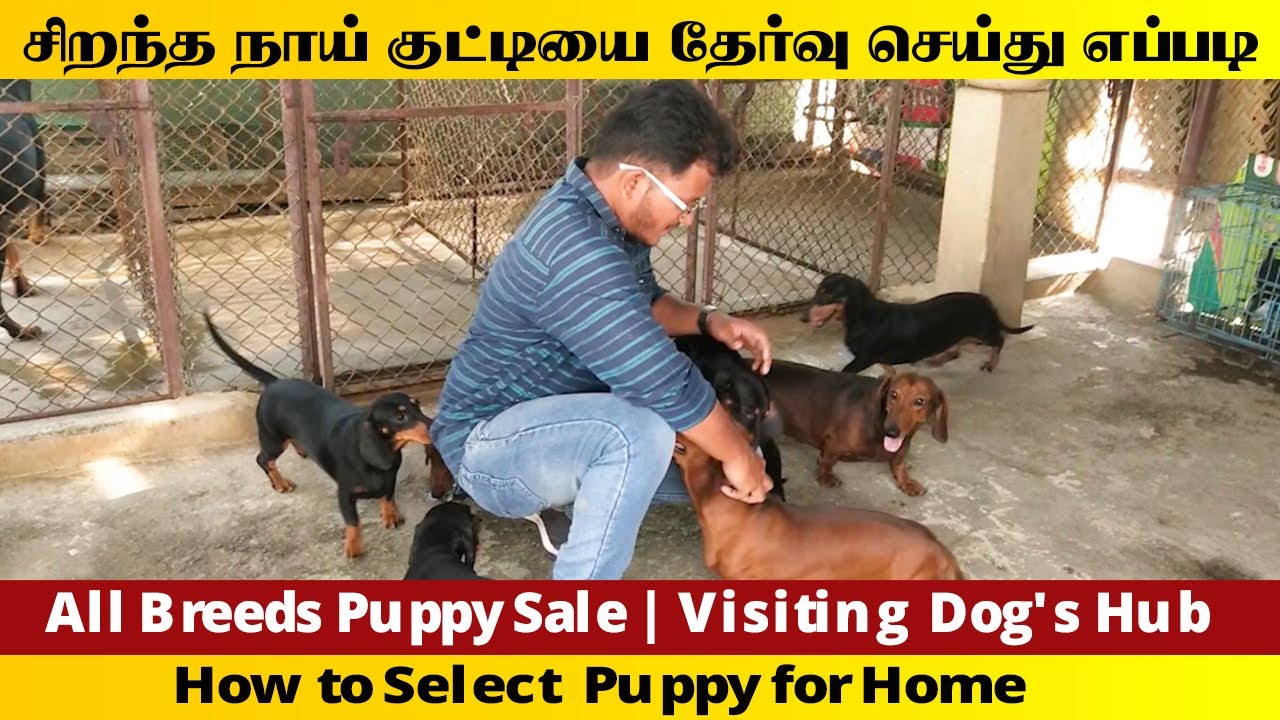 How to Select Puppy for Home | All Breeds Puppy Sale | Visiting Dog's Hub |நாய் பண்ணை