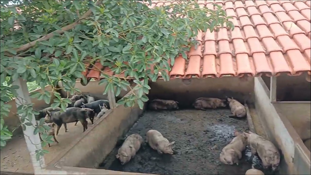 Mostrando um pouco do confinamento