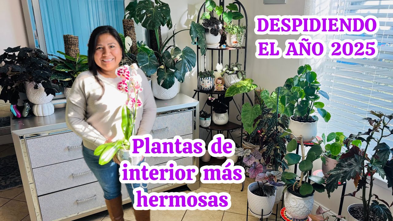 Así crecen más hermosas las plantas de interior Despidiendo el año 2025 