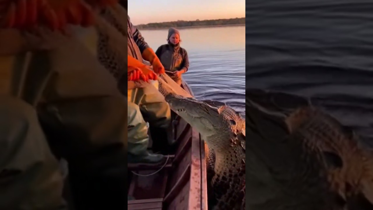 😱crocodile attacked on fisherman 