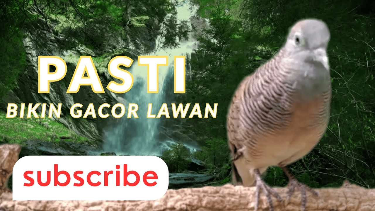 ADU MENTAL: Perkutut Lokal Isian Mewah, Cocok untuk Pancingan Harian