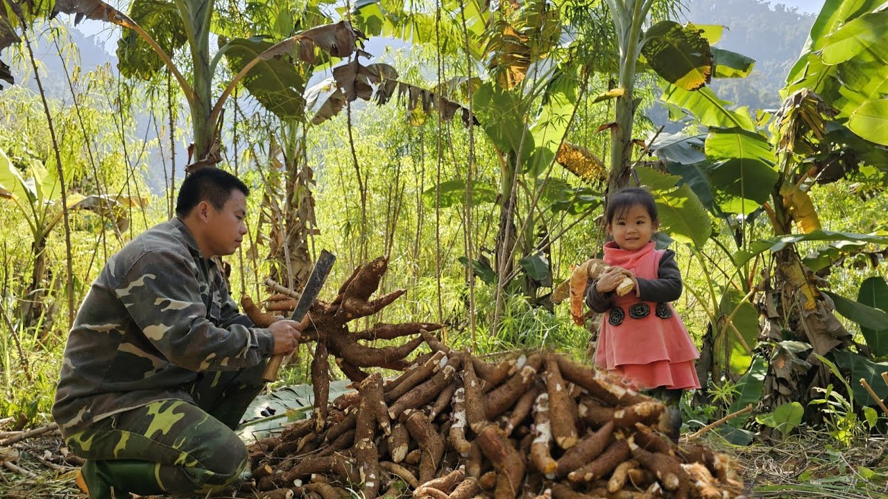 Harvesting cassava garden - processingdry cassava andpreserve in winter.