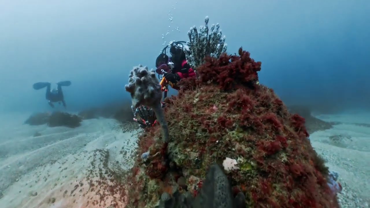 Boat Dive - Magic Point, Sydney 310126 Highlight