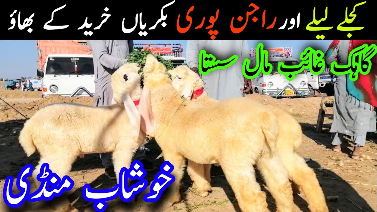Khushab Janwar Mandi Pure Kajle Lele Rajin Puri Goats || Global Village Farming