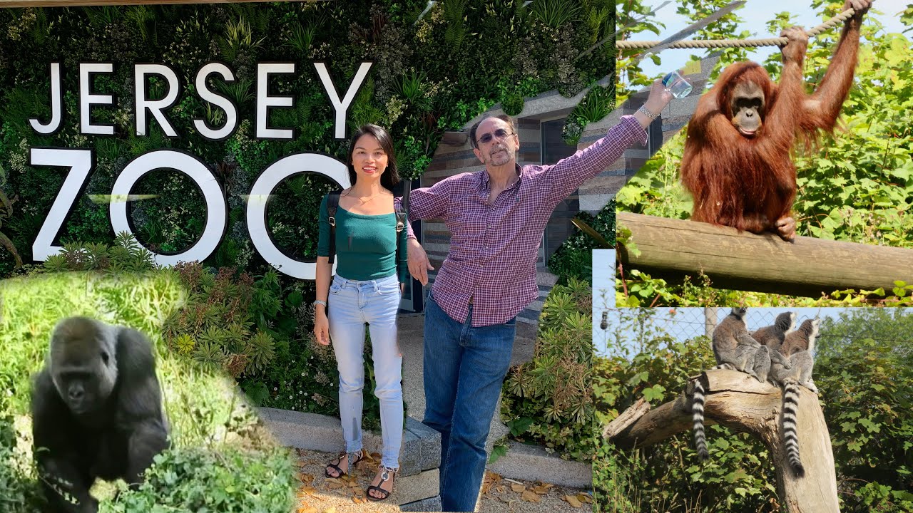 Tour to Jersey Zoo Durrell, UK . #orangutan  #Durrell