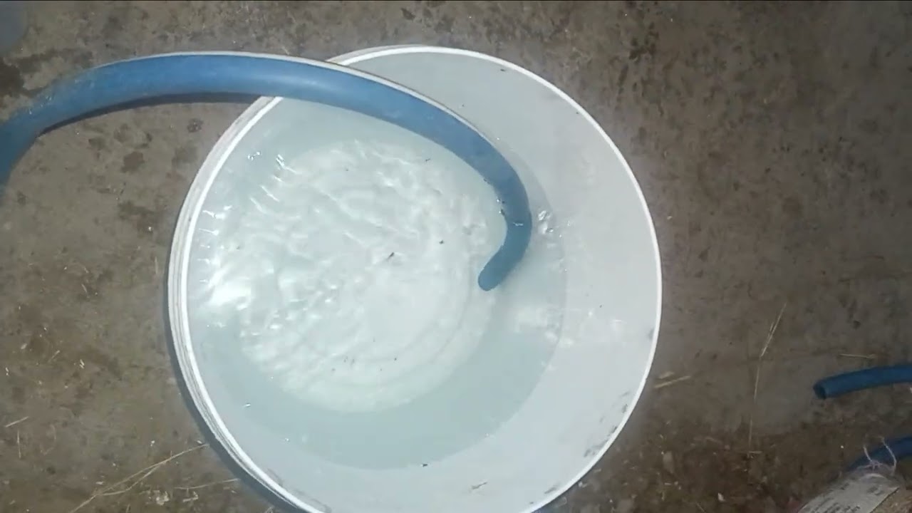 राधे राधे भैंस को लगी हुई थी प्यास# viralvideo #villagerlifestyle #LikeFollowShare #ytshorts 