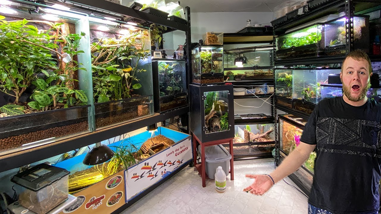HUGE REPTILE ROOM TOUR!! | February 2020
