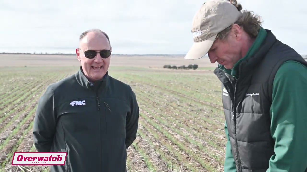 Herbicide and crop rotation critical for ryegrass control