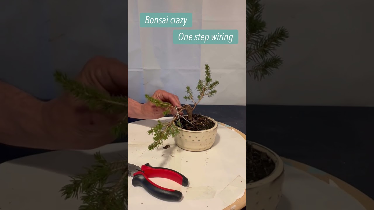 Bonsai wiring method @Bonsaicrazy #bonsai #bonsaitree