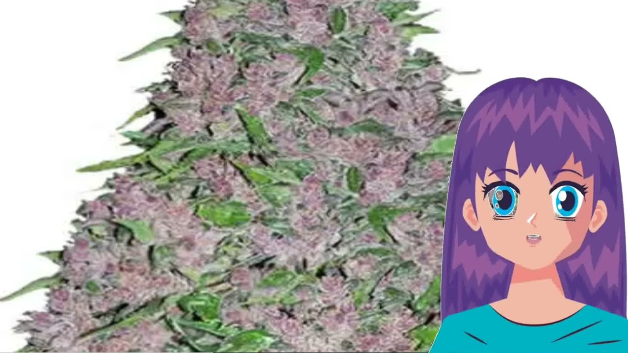 Purple Lightning &ndash; British Columbia Seed Company