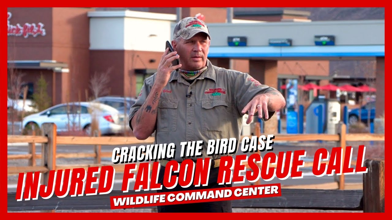 Injured Falcon Rescue Call in Reno | Raptor Rescue | Wildlife Command Center - Ep. 5