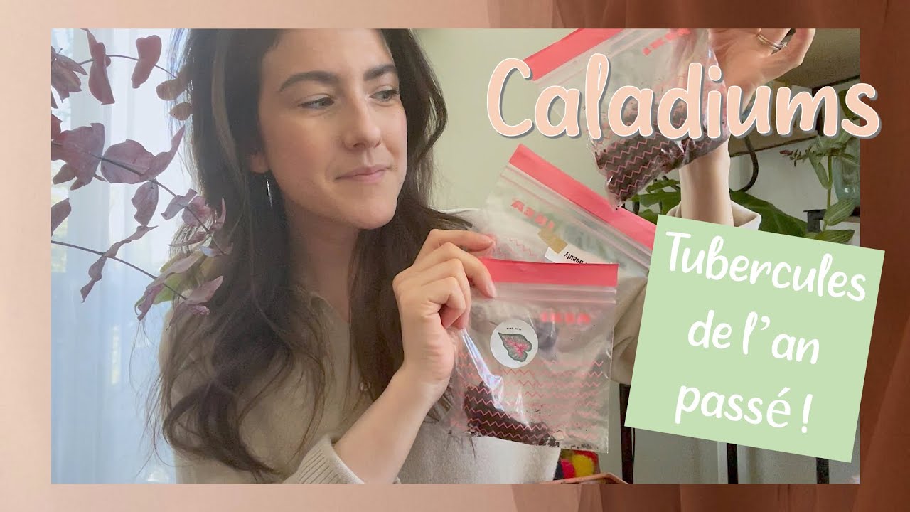Caladiums : j'ai retrouvé les tubercules de l'an passé !!