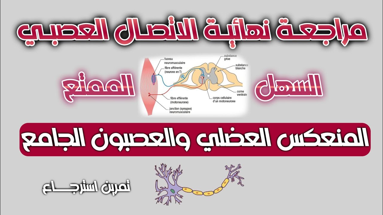 تمرين حول المنعكس العضلي والعصبون الجامع | اتصال عصبي| بكالوريا