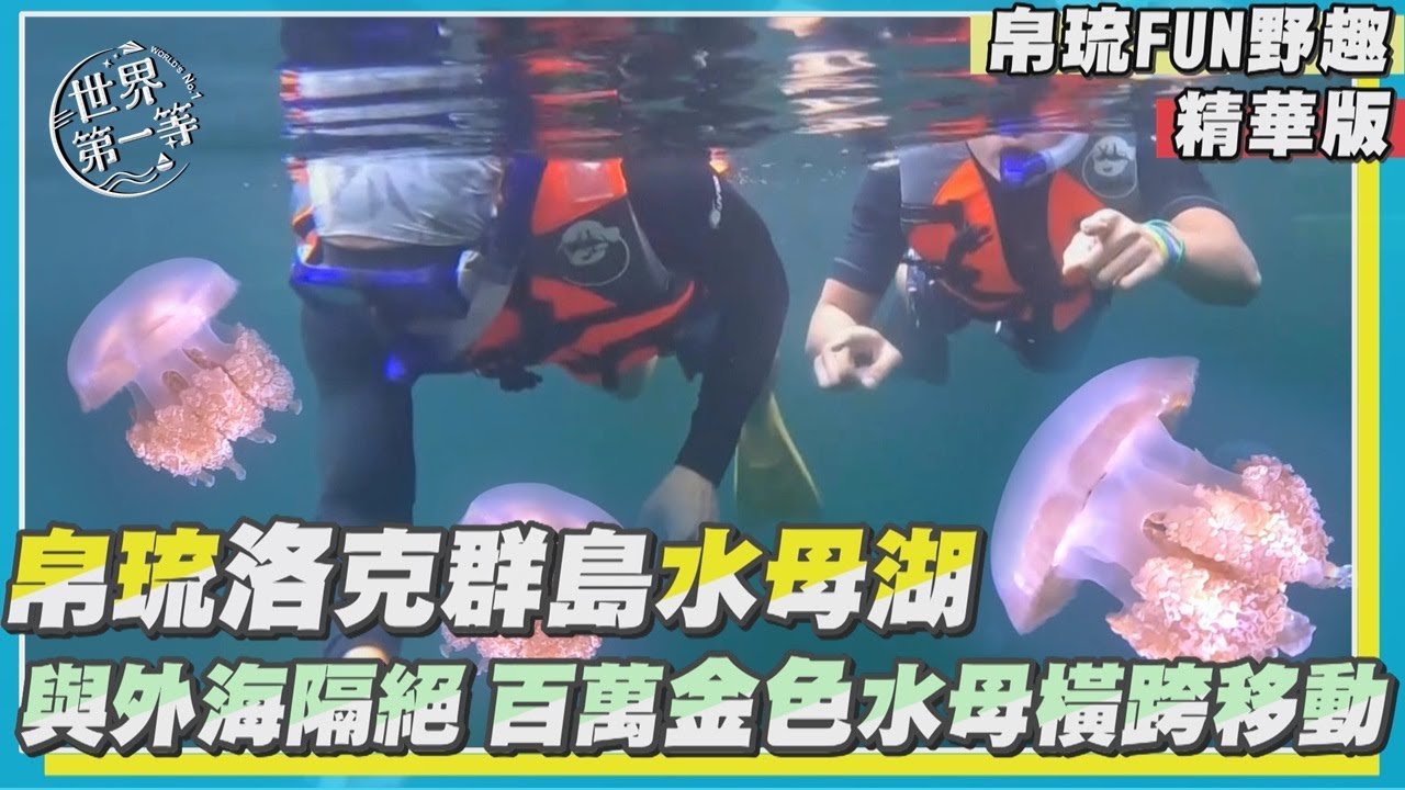 【帛琉】洛克群島浮潛飽覽海底奇景水母湖（黃金水母／海月水母）｜《世界第一等》1138集精華版