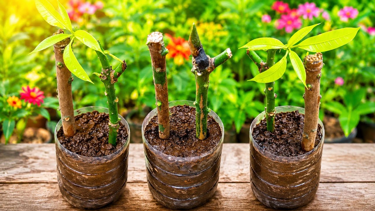 How To Propagate Mango Tree From Cutting Grow Mango Tree Cutting