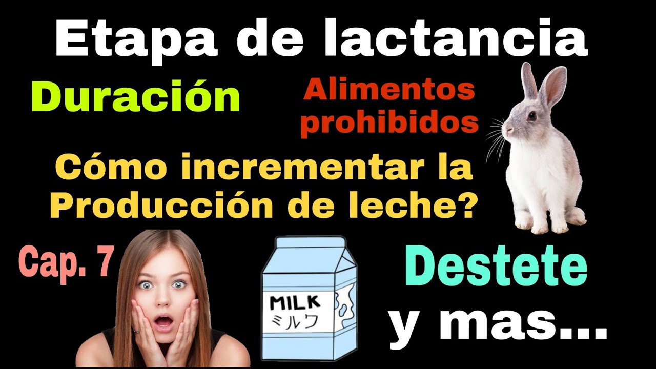 Conejos🐰LACTANCIA en CONEJAS🍼 👉Todas tus DUDAS se despejan AQUÍ👈👁️ conejos y crías