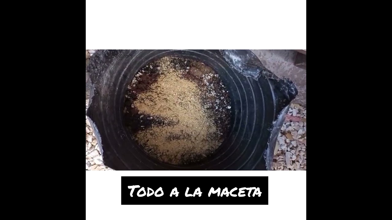 COMO TRASPLANTAR #MARIHUANA AL SUELO