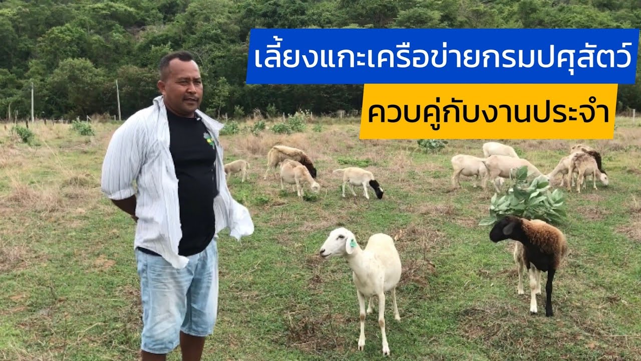 เลี้ยงแกะเครือข่ายกรมปศุสัตว์ ควบคู่กับการทำงานประจำ @ชุมชนคนเลี้ยงแกะ