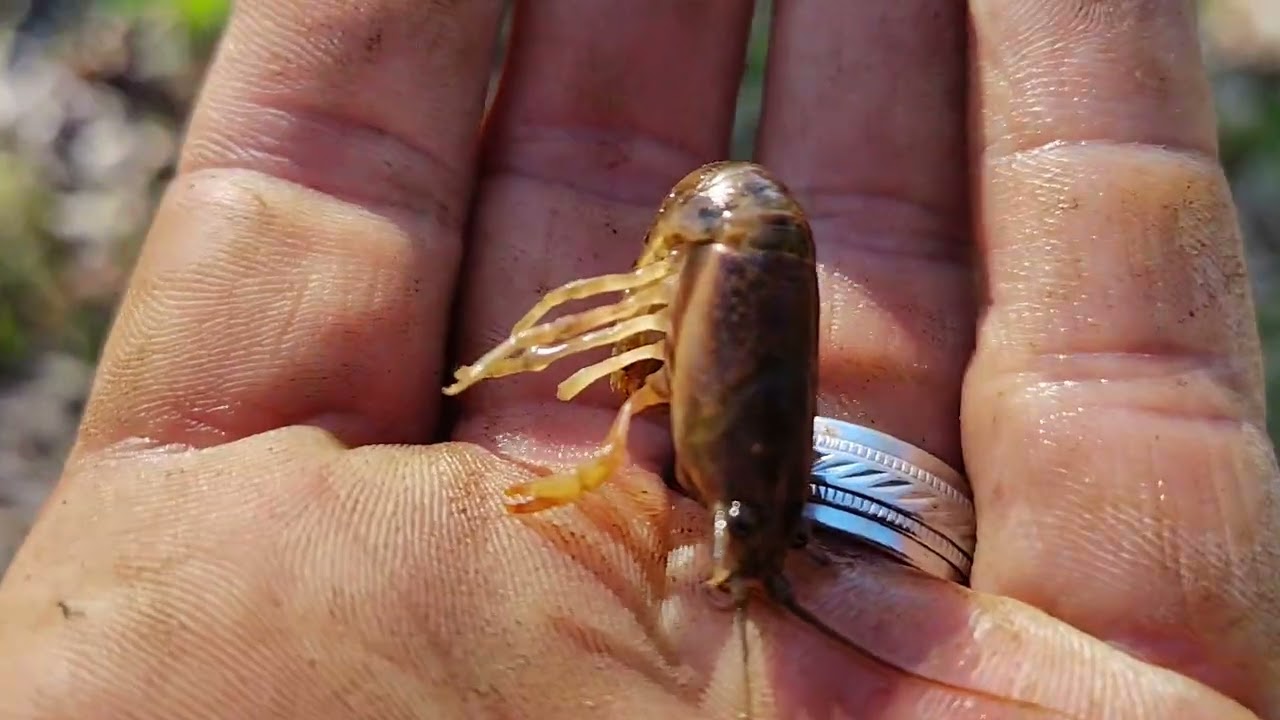 Little baby crawfish, crawdad,or mud puppy 😂#crawfish #crawdads 