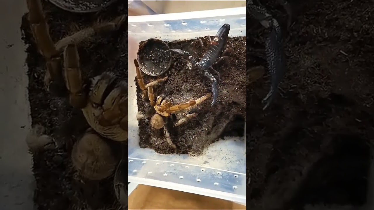 Who wins scorpian vs spider | scorpion vs spider fight| scorpion fight |spiderfight#spider#scorpions