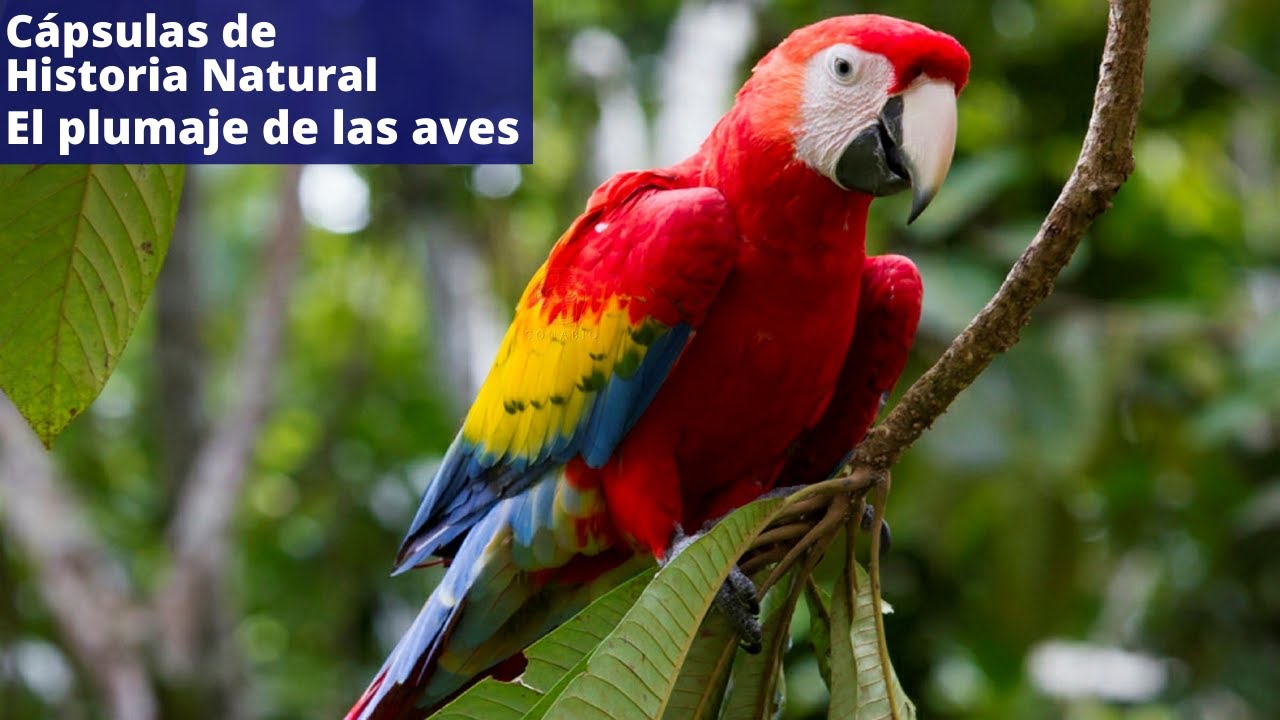 El plumaje de las aves (C&aacute;psula de Historia Natural)