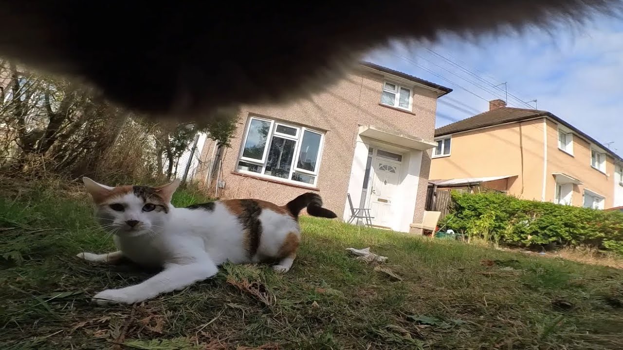 Cat wearing camera gets rejected by female cat, loud meowing